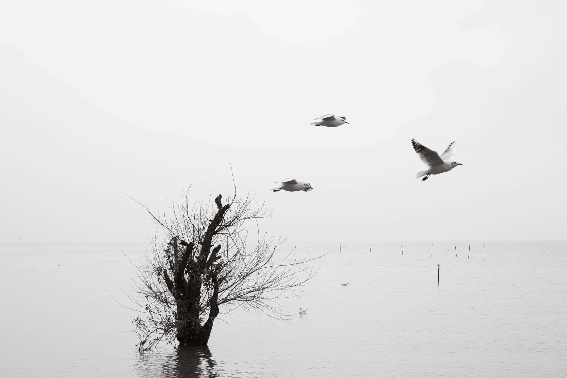 photography works of unimu